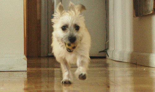 https://images.dog.ceo/breeds/terrier-cairn/n02096177_1255.jpg