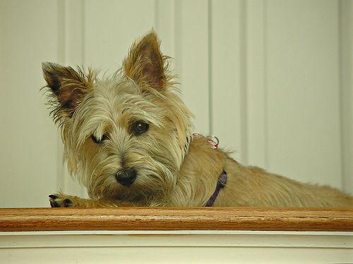 https://images.dog.ceo/breeds/terrier-cairn/n02096177_12882.jpg