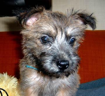 https://images.dog.ceo/breeds/terrier-cairn/n02096177_13306.jpg