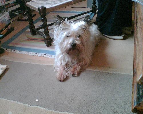 https://images.dog.ceo/breeds/terrier-cairn/n02096177_1344.jpg