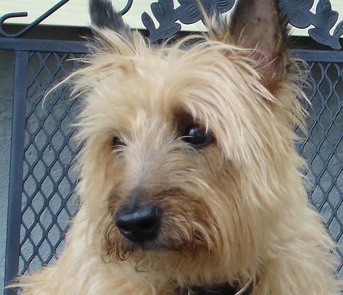 https://images.dog.ceo/breeds/terrier-cairn/n02096177_1362.jpg