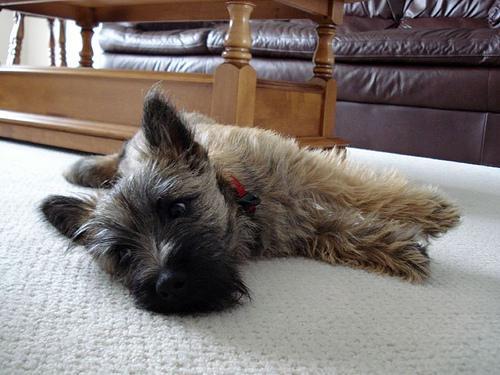 https://images.dog.ceo/breeds/terrier-cairn/n02096177_1385.jpg