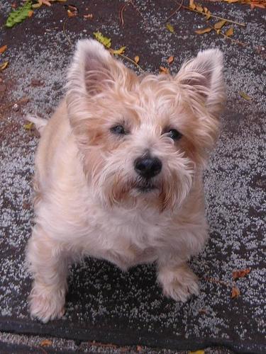 https://images.dog.ceo/breeds/terrier-cairn/n02096177_1390.jpg