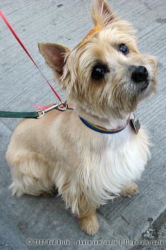 https://images.dog.ceo/breeds/terrier-cairn/n02096177_1405.jpg