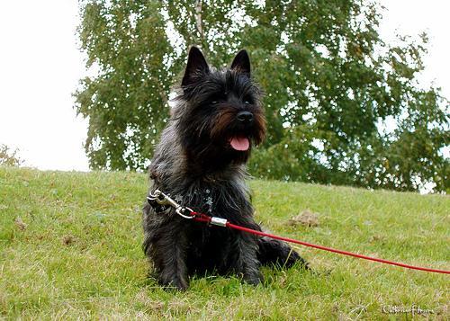 https://images.dog.ceo/breeds/terrier-cairn/n02096177_1516.jpg