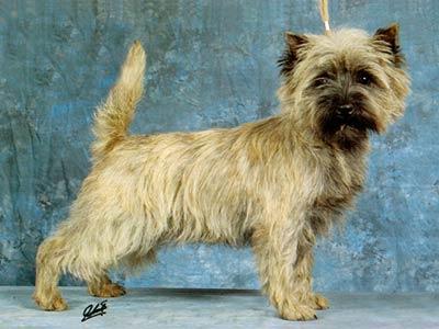 https://images.dog.ceo/breeds/terrier-cairn/n02096177_1518.jpg