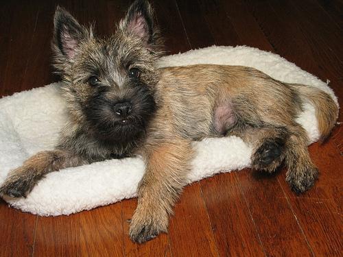 https://images.dog.ceo/breeds/terrier-cairn/n02096177_152.jpg