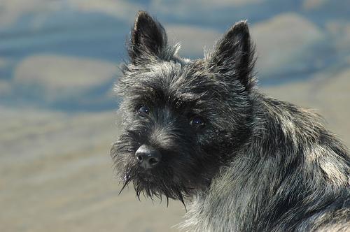 https://images.dog.ceo/breeds/terrier-cairn/n02096177_1524.jpg