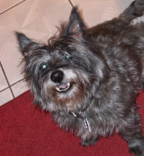 https://images.dog.ceo/breeds/terrier-cairn/n02096177_1569.jpg