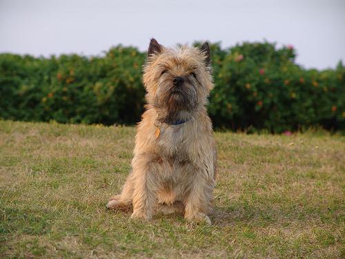 https://images.dog.ceo/breeds/terrier-cairn/n02096177_164.jpg