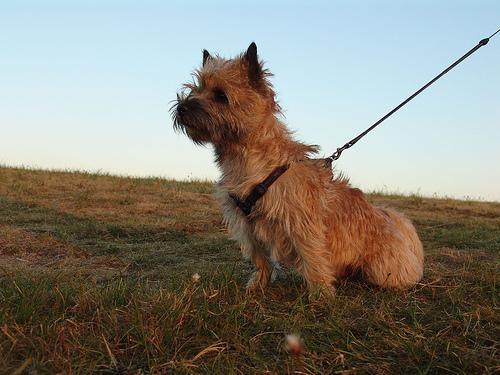 https://images.dog.ceo/breeds/terrier-cairn/n02096177_1659.jpg