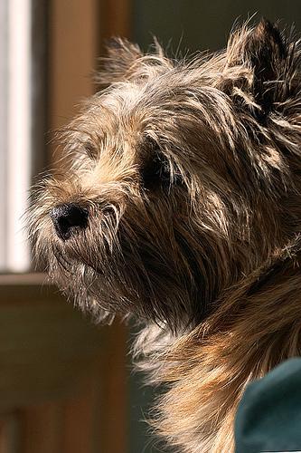 https://images.dog.ceo/breeds/terrier-cairn/n02096177_170.jpg