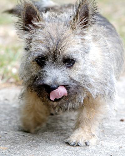 https://images.dog.ceo/breeds/terrier-cairn/n02096177_1710.jpg