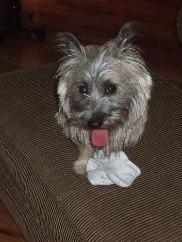 https://images.dog.ceo/breeds/terrier-cairn/n02096177_1748.jpg