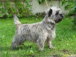 https://images.dog.ceo/breeds/terrier-cairn/n02096177_1766.jpg