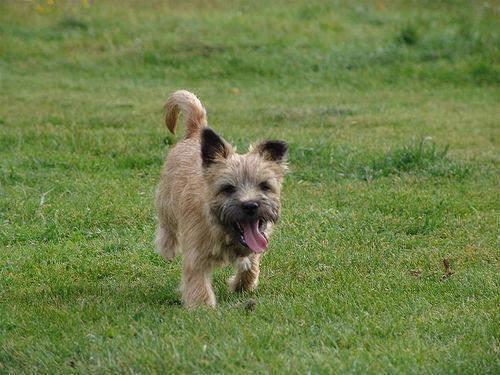 https://images.dog.ceo/breeds/terrier-cairn/n02096177_181.jpg