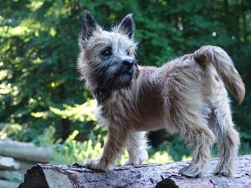 https://images.dog.ceo/breeds/terrier-cairn/n02096177_1870.jpg