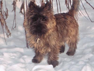 https://images.dog.ceo/breeds/terrier-cairn/n02096177_1913.jpg