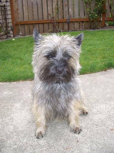 https://images.dog.ceo/breeds/terrier-cairn/n02096177_1946.jpg