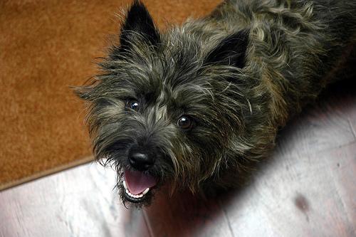 https://images.dog.ceo/breeds/terrier-cairn/n02096177_1988.jpg