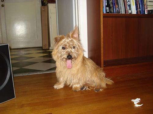 https://images.dog.ceo/breeds/terrier-cairn/n02096177_2006.jpg