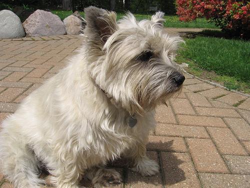 https://images.dog.ceo/breeds/terrier-cairn/n02096177_2020.jpg