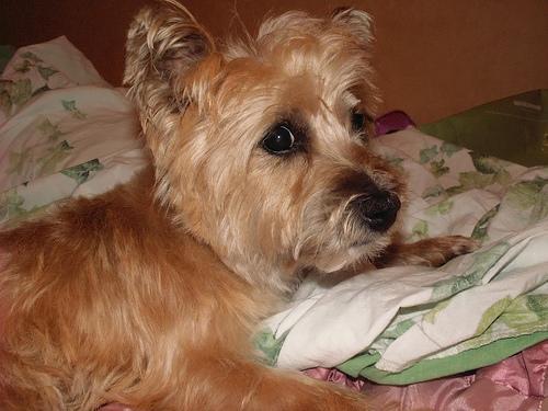 https://images.dog.ceo/breeds/terrier-cairn/n02096177_2061.jpg