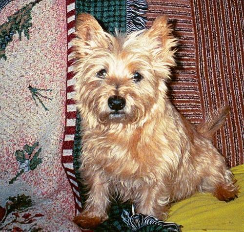 https://images.dog.ceo/breeds/terrier-cairn/n02096177_207.jpg