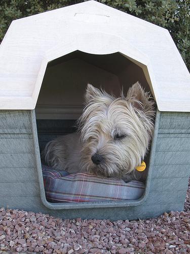 https://images.dog.ceo/breeds/terrier-cairn/n02096177_2143.jpg