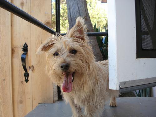 https://images.dog.ceo/breeds/terrier-cairn/n02096177_2149.jpg