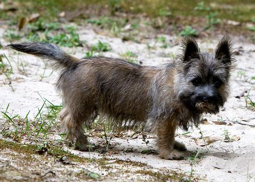 https://images.dog.ceo/breeds/terrier-cairn/n02096177_2263.jpg