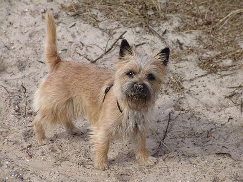 https://images.dog.ceo/breeds/terrier-cairn/n02096177_2383.jpg