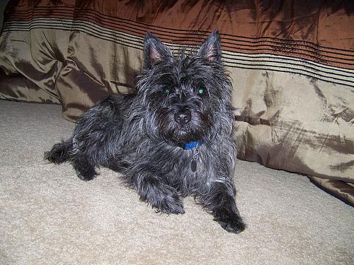 https://images.dog.ceo/breeds/terrier-cairn/n02096177_2400.jpg