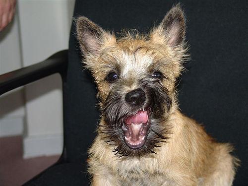 https://images.dog.ceo/breeds/terrier-cairn/n02096177_2414.jpg