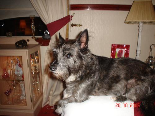 https://images.dog.ceo/breeds/terrier-cairn/n02096177_2463.jpg