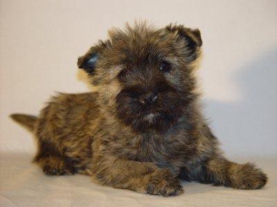 https://images.dog.ceo/breeds/terrier-cairn/n02096177_2695.jpg