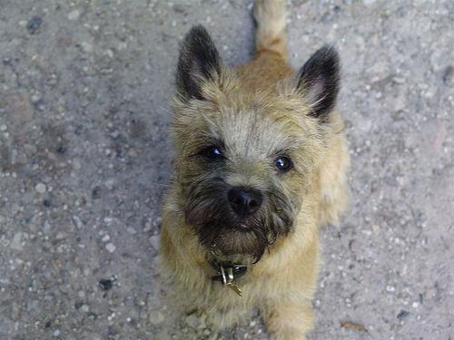 https://images.dog.ceo/breeds/terrier-cairn/n02096177_2854.jpg