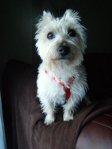 https://images.dog.ceo/breeds/terrier-cairn/n02096177_2897.jpg