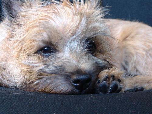 https://images.dog.ceo/breeds/terrier-cairn/n02096177_2913.jpg