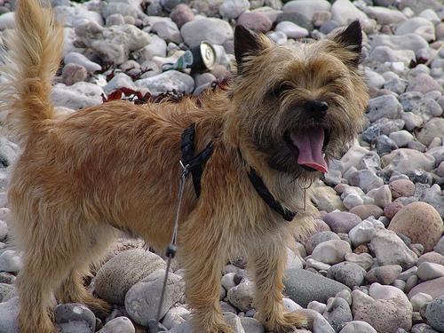 https://images.dog.ceo/breeds/terrier-cairn/n02096177_308.jpg