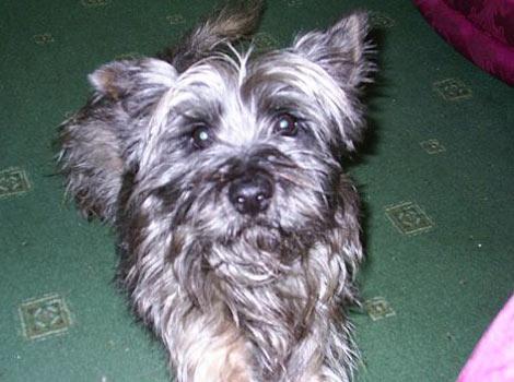 https://images.dog.ceo/breeds/terrier-cairn/n02096177_3203.jpg