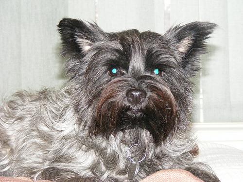 https://images.dog.ceo/breeds/terrier-cairn/n02096177_3316.jpg