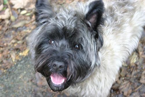 https://images.dog.ceo/breeds/terrier-cairn/n02096177_342.jpg