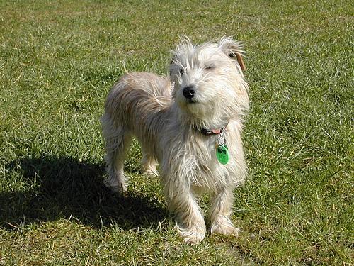 https://images.dog.ceo/breeds/terrier-cairn/n02096177_3434.jpg