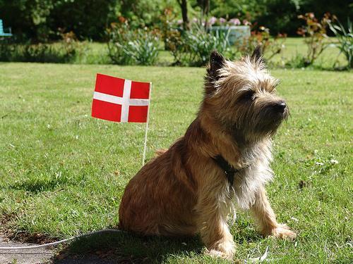 https://images.dog.ceo/breeds/terrier-cairn/n02096177_3475.jpg