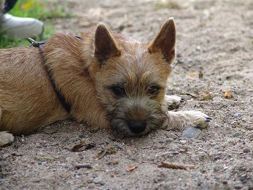 https://images.dog.ceo/breeds/terrier-cairn/n02096177_3476.jpg