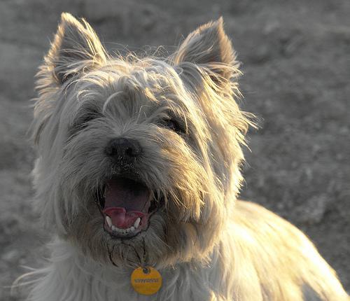 https://images.dog.ceo/breeds/terrier-cairn/n02096177_3534.jpg