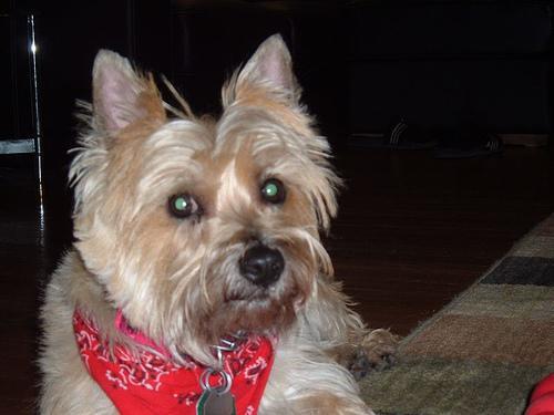 https://images.dog.ceo/breeds/terrier-cairn/n02096177_3650.jpg