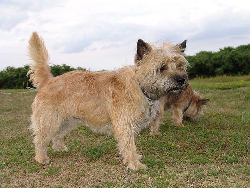 https://images.dog.ceo/breeds/terrier-cairn/n02096177_3729.jpg