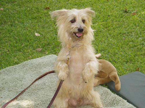 https://images.dog.ceo/breeds/terrier-cairn/n02096177_4.jpg